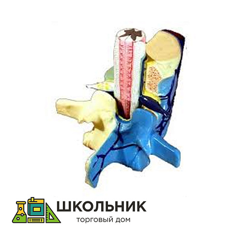 Модель "Части позвоночника человека" демонстрационная