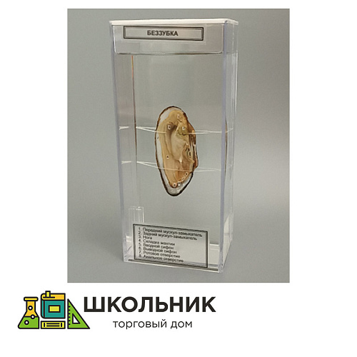 Влажный препарат "Беззубка"