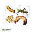 Модель-аппликация «Развитие насекомых с полным и неполным превращением» (ламинированная)