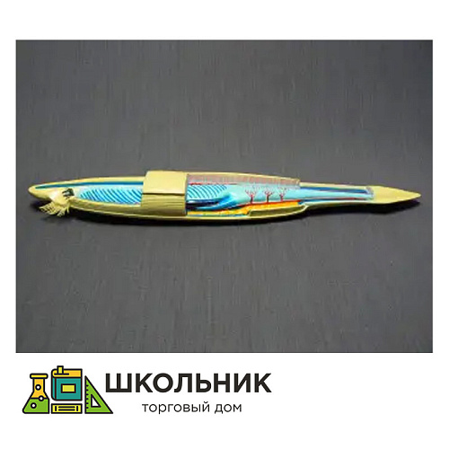 Модель "Ланцетник" 