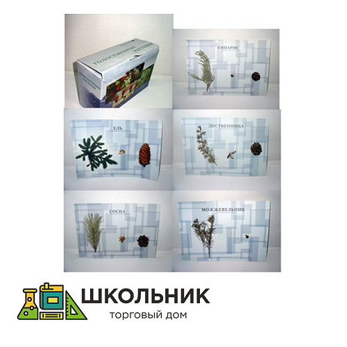 Коллекция "Голосеменные растения" демонстрационная