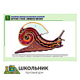 Рельефная таблица "Внутреннее строение брюхоногого моллюска"
