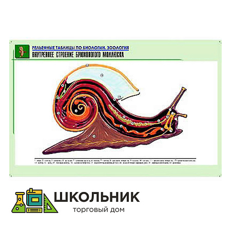Рельефная таблица "Внутреннее строение брюхоногого моллюска"