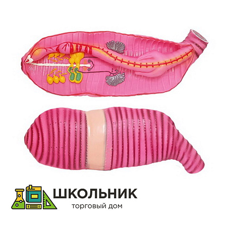 Модель "Дождевой червь" 