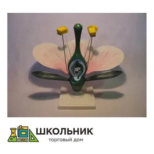 Модель "Цветок яблони"