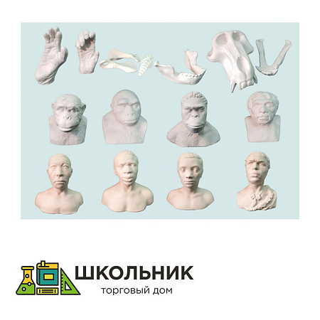 Набор моделей палеонтологических находок "Происхождение человека"