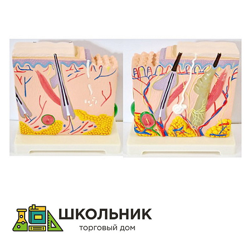 Модель "Кожа человека"