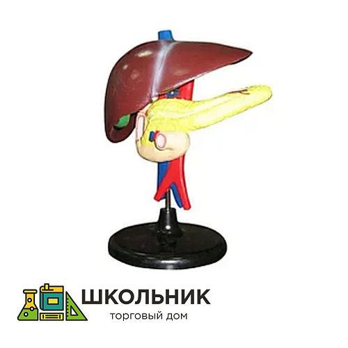 Модель "Печень"  демонстрационная 