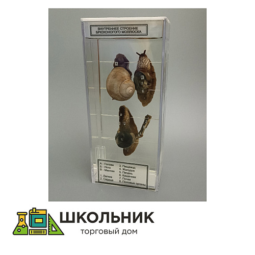 Влажный препарат "Внутреннее строение брюхоногого моллюска"