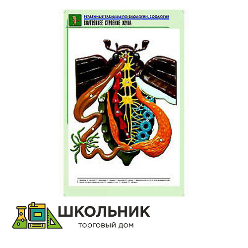 Рельефная таблица "Внутреннее строение жука"
