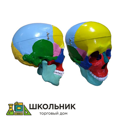 Модель демонстрационная "Череп" (с раскрашенными костями)