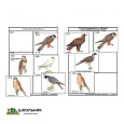 Комплект дидактических карточек «Систематика и экология птиц» (95 шт., цвет., лам.)