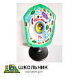 Модель "Клетка растения"