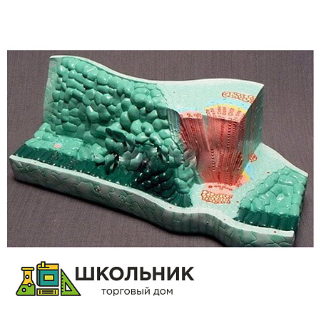  Модель "Структура листа"