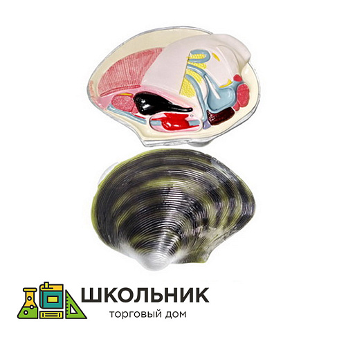 Модель "Беззубка" (двустворчатый моллюск)