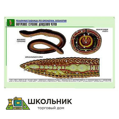 Рельефная таблица "Внутреннее строение дождевого червя"