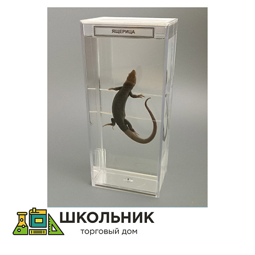 Влажный препарат "Ящерица"