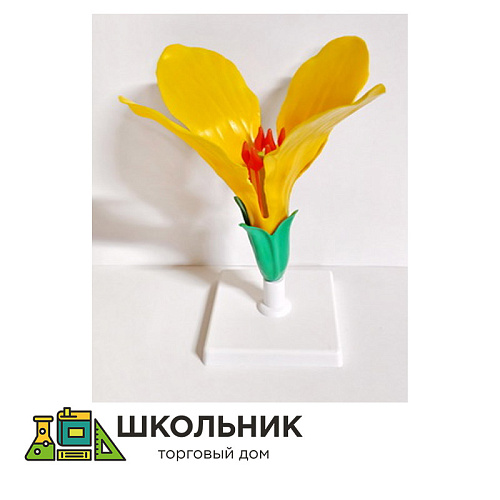  Модель "Цветок капусты"