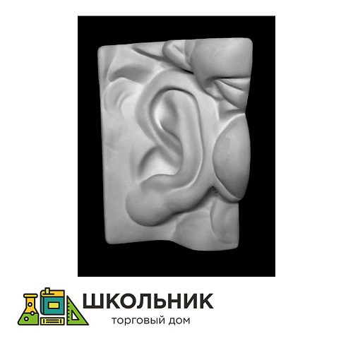 Ухо левое Давида