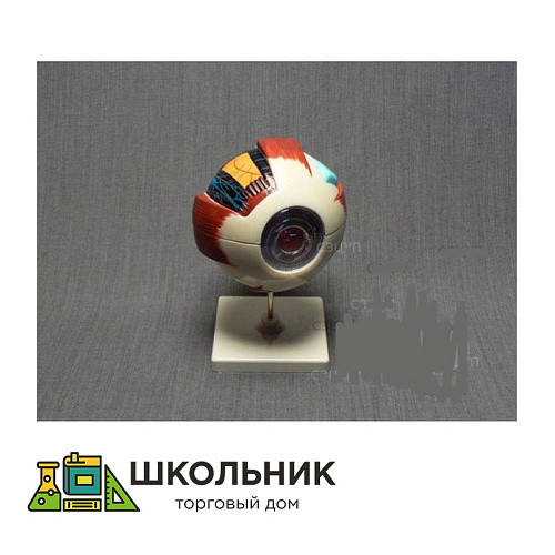Модель "Глаз человека" (увеличенная)