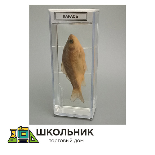 Влажный препарат "Карась"