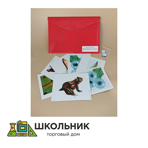 Модель-аппликация Цикл развития лягушки