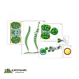 Модель-аппликация «Размножение многоклеточной водоросли» (ламинированная)