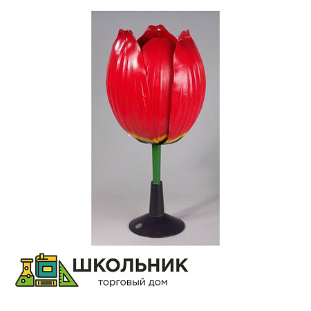 Модель "Цветок тюльпана"