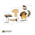 Модель-аппликация «Размножение шляпочного гриба» (ламинированная)